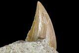 Otodus Shark Tooth Fossil in Rock - Eocene #111059-2